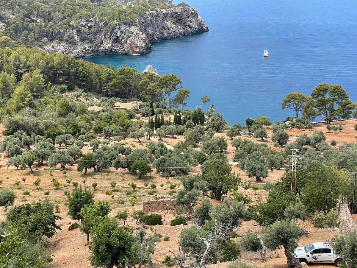Limpiezas de bosques