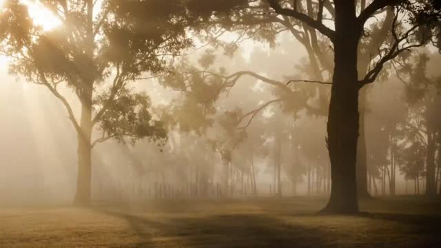Bosque, prueba del bosque